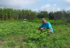 Memanfatkan Lahan Sawah dengan Menanam Bayam