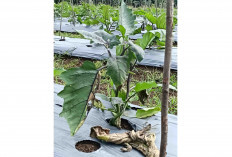 Soal Pupuk, Petani di Ketuan Jaya Musi Rawas Berharap Perhatian Pemerintah