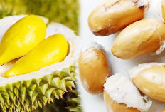 Biji Buah Durian Resep Kecantikan, Begini Cara Konsumsi Biji Durian untuk Kulit Lebih Cerah 