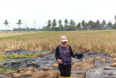 Olah Jerami Padi jadi Pupuk Organik 
