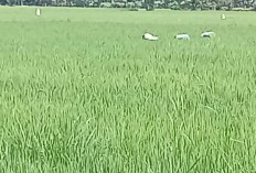 Ini Kendala Sawah di Muratara Belum Bisa Ditanami Padi Organik