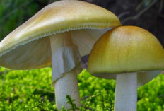 Catat Inilah 5 Fakta Tentang Jamur Death Cap, Paling Mematikan di Dunia