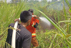 Lagi, Lahan Kosong di Lubuk Linggau Terbakar Ini Penyebabnya