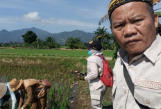 POPT di Musi Rawas Rekomendasi Petani Atasi Serangan Hama dengan Empat Langkah Ini !