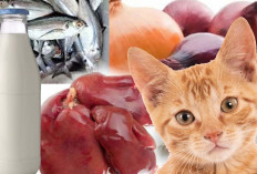 Wajib Diketahui, Jauhkan Makanan Kucing Jenis ini Agar Kesehatannya Terjamin 