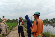 Percepatan Tanam Tapi Distribusi Air Irigasi Tak Maksimal, Begini Hasil Monitoring Babinsa dan PPL 