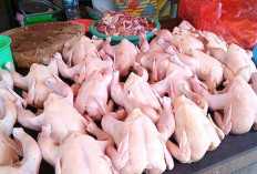 Pasca Hari Raya idul Fitri Harga Daging Ayam Potong Naik Rp 2000 per Kg