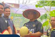 Dukung Ketahanan Pangan Lapas Narkotika Kelas IIA Muara Beliti Panen Kedua Tanaman Melon