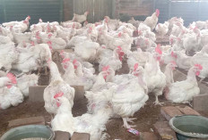 Menjelang Hari Raya Omset Penjual Ayam Kingkong Meningkat Drastis