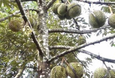 Durian Ochee, Varietas Premium dengan Rasa dan Harga Unggul