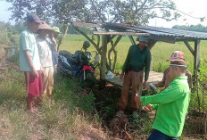 Serangan Hama Tikus Meluas, ini yang Dilakukan Petani Musi Rawas