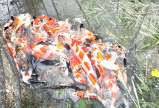 Ikan Koi Musi Rawas Dijual Hingga Keluar Sumsel 