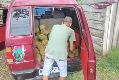 Musim Durian, Jalan Lintas Sumatera Muara Beliti Dipadati Pedagang Musiman. Segini Harganya