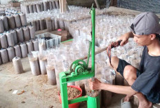 Pelaku Usaha Baglog Jamur Tiram di Musi Rawas Keluhkan Kenaikkan Harga Plastik 