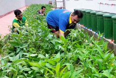 Lapas Narkotika Kelas IIA Muara Beliti Tanam Kangkung Wujudkan Ketahanan Pangan Nasional