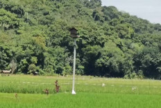 Petani Musi Rawas Kendalikan Hama Tikus Pakai Musuh Alami
