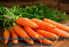 6 Cara Membuat Pupuk Cair dari Kulit Wortel, Bisa Suburkan Tanaman