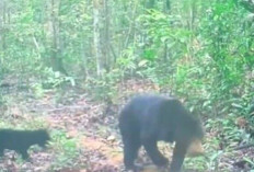 Pasca Petani Diserang Warga Lihat Induk dan Anak Beruang Berkeliaran di Hutan, 4 Hari Warga Setop Nyadap Karet