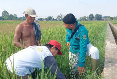 Ketika Hama Telah Menyerang Lebih Sulit Untuk Dikendalikan