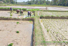 Di Musi Rawas, Ratusan Hektare Sawah Alih Fungsi Jadi Kebun Sawit