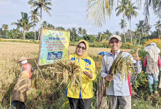 Dosen UNMURA Tuntas Laksanakan PKM Dibiayai Kemendiktisaintek, Poktan Soponyono 1 Dapat Beras yang Lebih Sehat