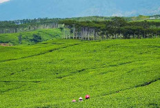 Menilik Kabawetan Kepahiang, Potensi Agrowisata Kebun Teh Magnet Wisata Alam