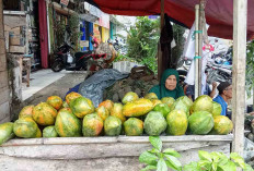 Butuh Pepaya Segar dan Manis, Wong Lubuk Linggau Merapat ke Sini