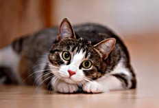 Konsisten Lakukan Pelatihan, 10 Tips Ampuh Untuk Melatih Kucing Agar Tidak Nakal dan Nurut