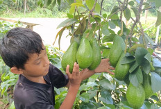 Ini Dia Keunggulan Budidaya Alpukat Red Vietnam 