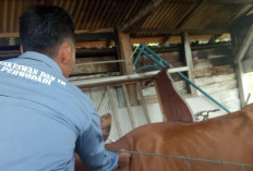 Jelang Idul Adha, DTPHP Mencatat Ada 5.005 Hewan Kurban Siap Potong di Musi Rawas