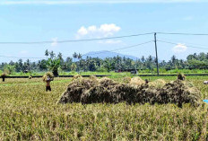 Hama Tikus Masih jadi Masalah Utama, Tanam Padi Serentak Bisa Meminimalisir Resiko  