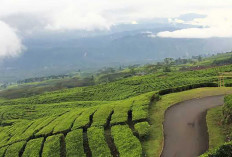 Kebun Teh Gunung Dempo Pagar Alam, Wisata yang Menyejukkan 