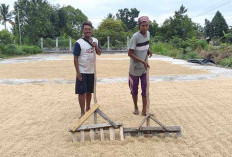 Pemkab Mura Pastikan Mura Tak Lagi Impor Beras, Petani Desa Air Satan Dukung Program Pemerintah