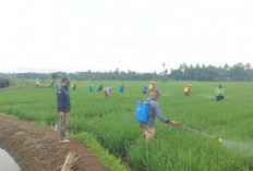 10 Hektare Sawah di Kelurahan Eka Marga Terancam Diserang Hama Penggerek Batang