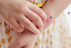 Cegah DBD dan Keparahan Gejala dengan Vaksin Dengue 