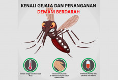Sudah 14 Warga Diserang DBD, Waspadai 8 Gejala Daruratnya