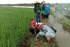 Petani Desa Nawangsasi bersama POPT Lakukan Gerdal Hama Tikus 