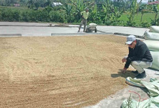 Musi Rawas Sumbang 90 Persen Penyerapan Gabah Bulog KC Lubuk Linggau