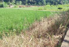 Petani di Lubuk Linggau Khawatir Gagal Panen, Sawah Mulai Kekurangan Air dan Diserang Hama Tikus