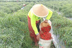 Gutomo Warga Desa Jambu Rejo Musi Rawas Sukses Kembangkan Bertani Cabai