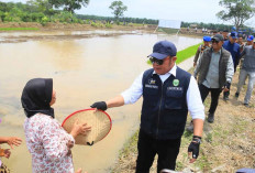Dukung Gerakan Percepatan Tanam di Lahan Cetak Sawah, Gubernur Herman Deru : Banyuasin Tertinggi  
