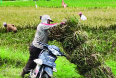 Musim Panen Padi di Musi Rawas Dinanti Oleh Peternak Sapi. Ini Alasannya  