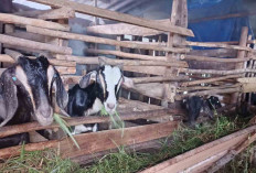 Untungnya Bisnis Ternak Kambing Jawa Randu Sudah Dibuktikan Parni Warga Musi Rawas