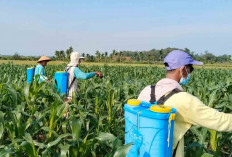 Atasi Hama Ulat Grayak, Petani di Musi Rawas Gunakan Insektisida Nabati 