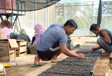 Warga Musi Rawas Sediakan Bibit Tanaman, Hasilkan Omzet Jutaan Rupiah