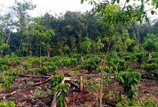 Kebun Kopi Paling Luas di Kecamatan Selangit Desa Taba Tengah Luasnya 735,00 Hektar