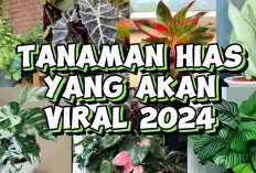 6 Jenis Tanaman Hias yang Akan Viral Akhir Tahun 2024, Apa Saja?