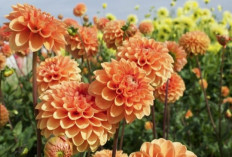 Inilah 5 Tanaman Hias Outdoor Berbunga Cantik Menawan, Bikin Halaman Rumah Jadi Berwarna