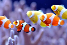 5 Jenis Ikan Nemo dengan Penampilannya yang Sangat Unik 