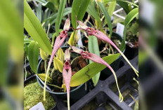 Kebun Anggrek yang Tumbuh dari Hobi, Pelangi Orchids jadi Daya Tarik Musi Rawas 